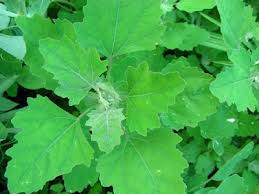 Lambs quarter