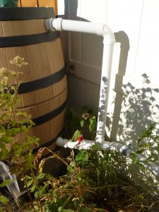 Collecting roof runoff water for backyard plants and trees