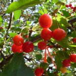 Cherry-tree-July2013-(7)