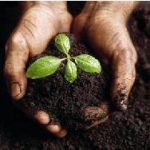 Hands holding plant in soil