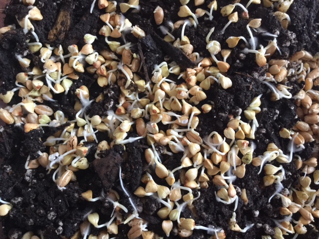 Sprouts growing in a winter kitchen garden