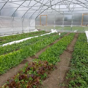 Rolling High Tunnel greenhouse at Paradise Permaculture Institute, Livingston Montana. An abundance of healthy greens are about to be harvested, October 19, 2019.