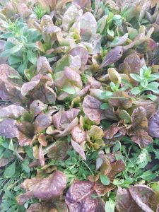 Red leaf lettuce in the rolling high tunnel greenhouse December 2019 at the PPI demo site in Livingston, MT.