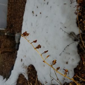 Goji berries in the snow December 2019 at the PPI demo site in Livingston, MT