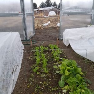 Harvested lettuce re-growing in PPI's rolling high tunnel greenhouse, December 2019.