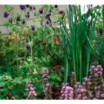 Creating Medicinal Gardens -Thursday March 12