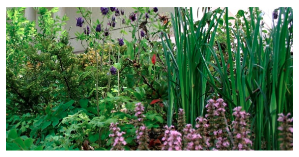 Creating Medicinal Gardens -Thursday March 12