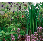 Creating Medicinal Gardens - Saturday March 14