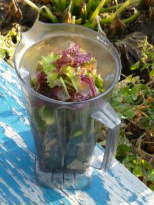 Learn to make healthy smoothies from the garden in this Paradise Permaculture Institute workshop.